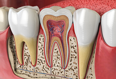 Das Endodont